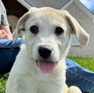 A baby medium-sized female Apricot / Beige Labrador Retriever dog named Fawn for adoption in Albany, NY