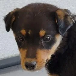 A baby small-sized male Black Mixed Breed dog named Pieces for adoption in Las Cruces, NM