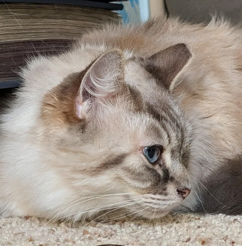 Callisto thumbnail 2