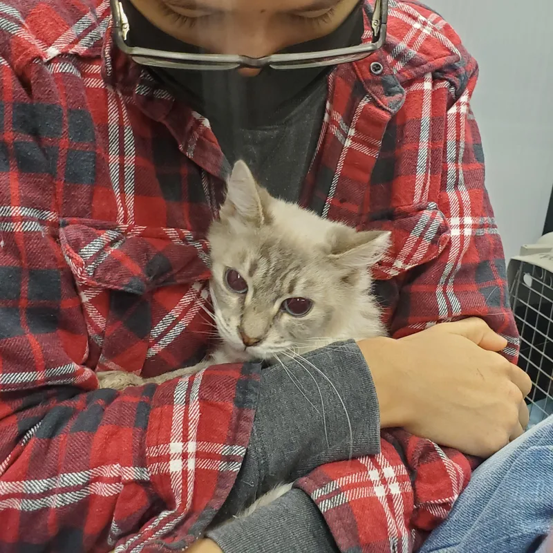 Callisto thumbnail 3