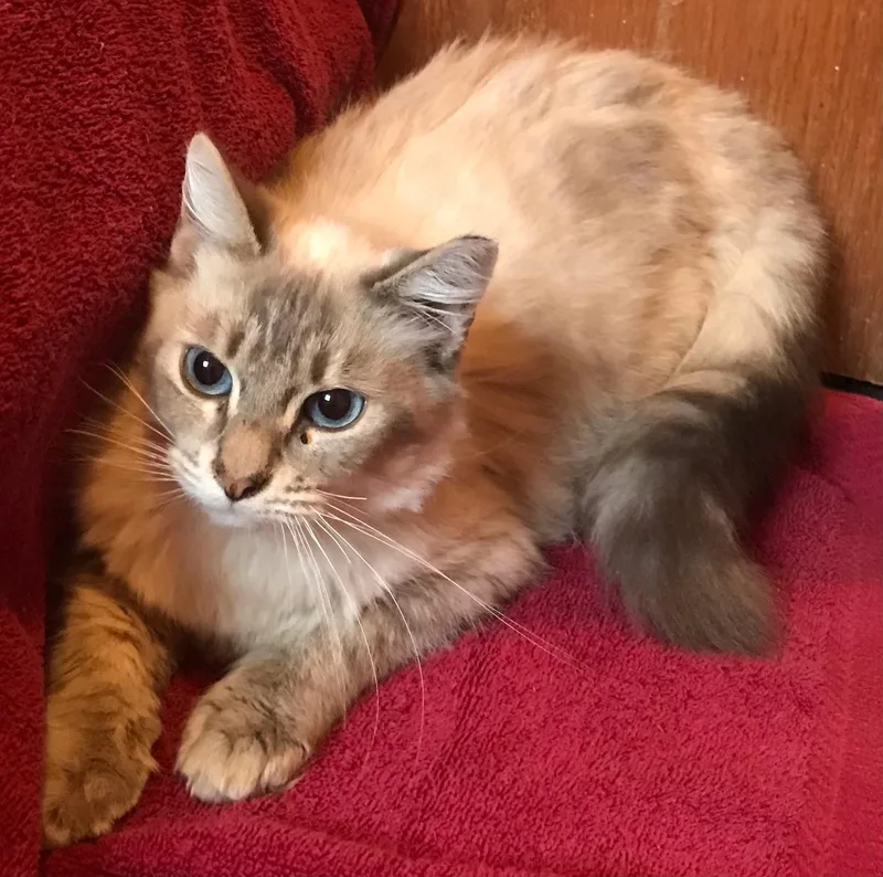 Callisto thumbnail 4