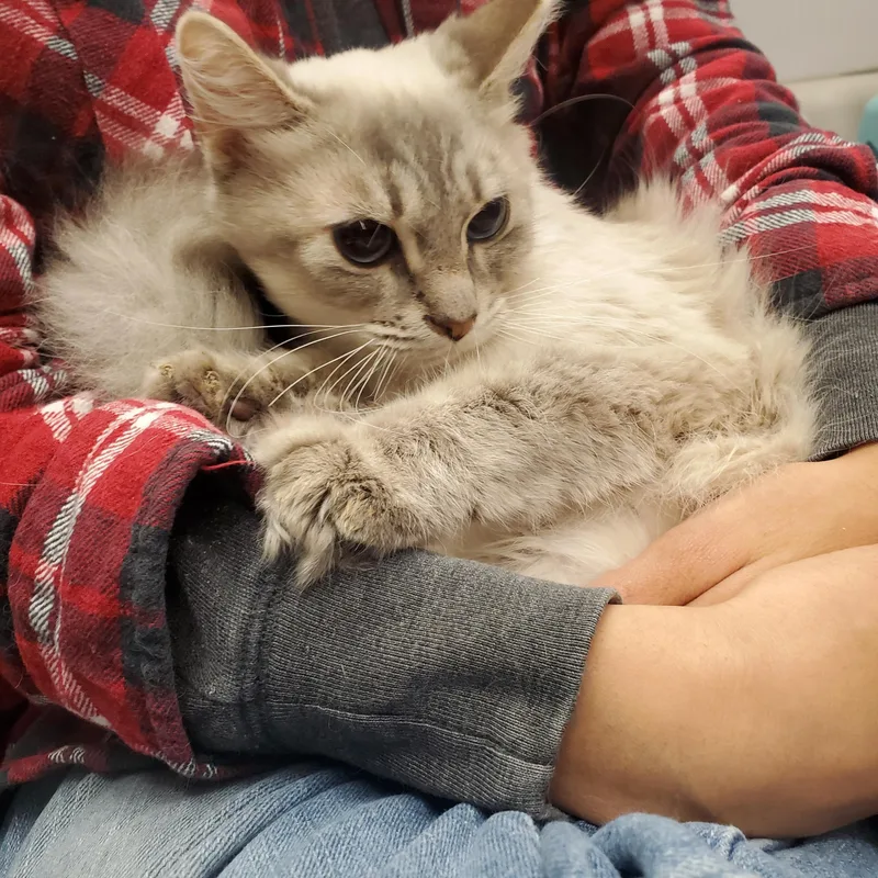 Callisto thumbnail 5