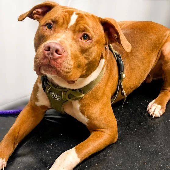 An adult medium-sized male Red / Chestnut / Orange Mixed Breed dog named Apollo for adoption in Springboro, OH