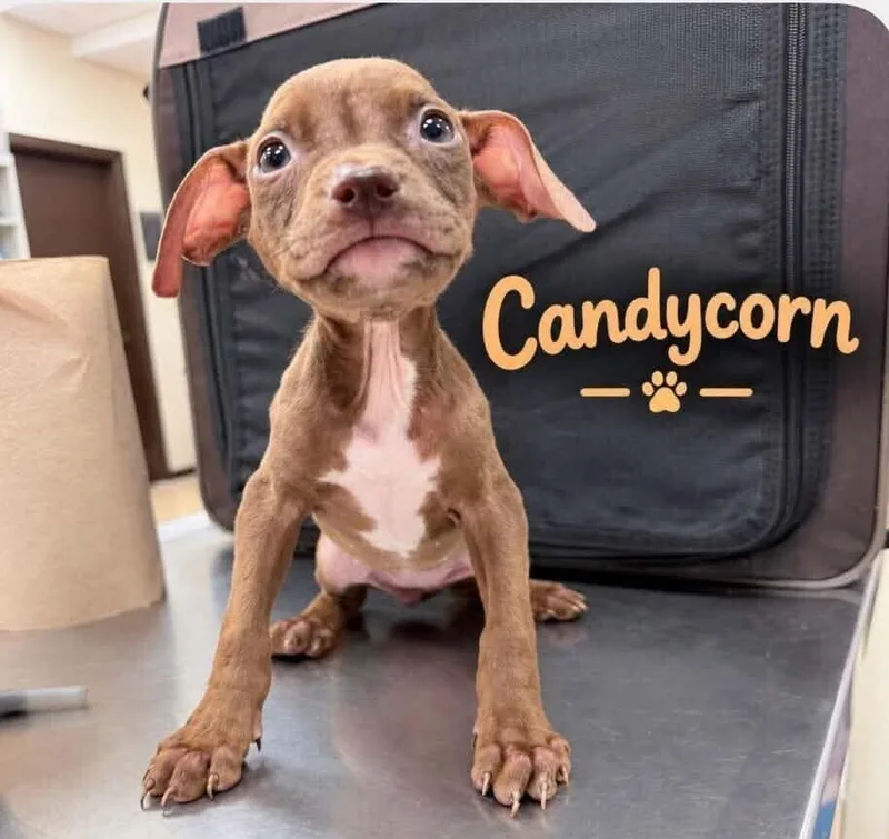 A baby small-sized female Mixed Breed dog named Candy Corn for adoption in Long Island City, NY