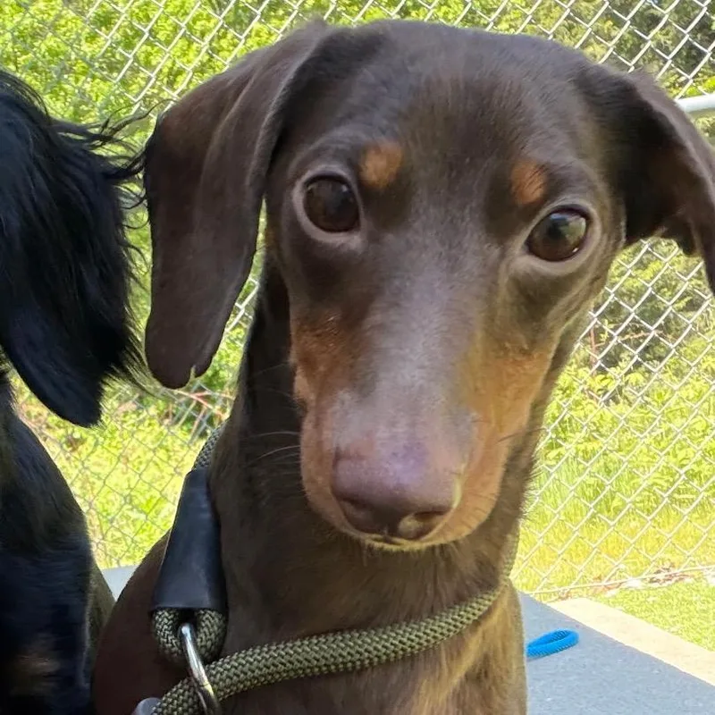 An adult small-sized female Brown / Chocolate Miniature Dachshund dog named Cinnamon for adoption in Bedford, NH