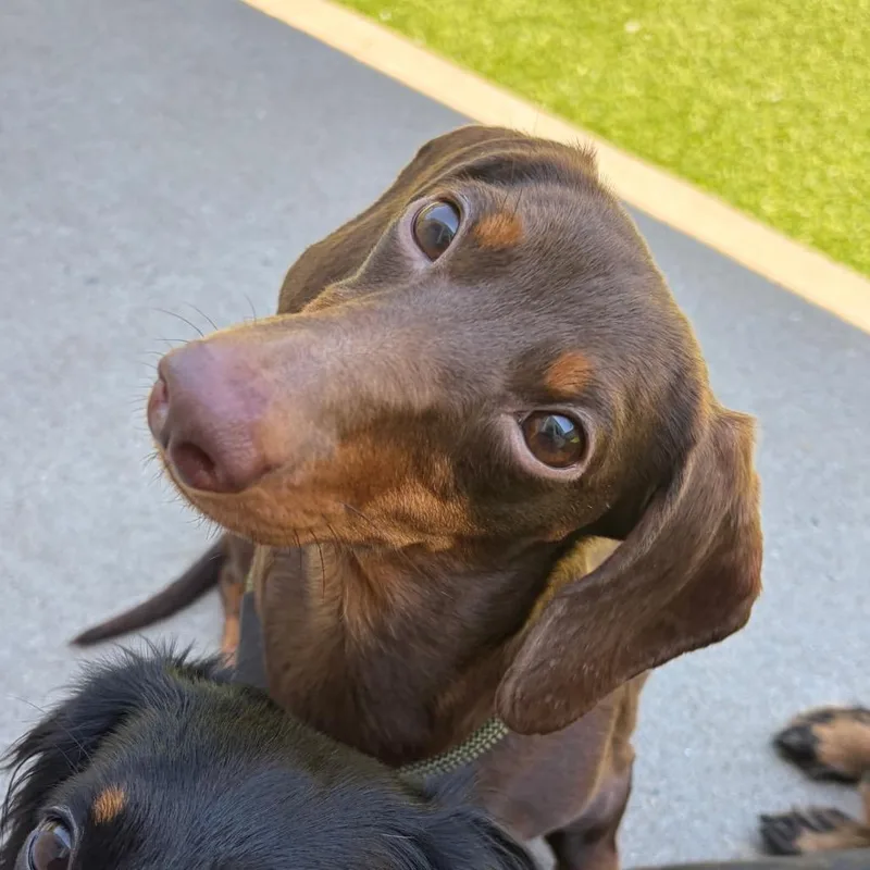 Cinnamon thumbnail 2