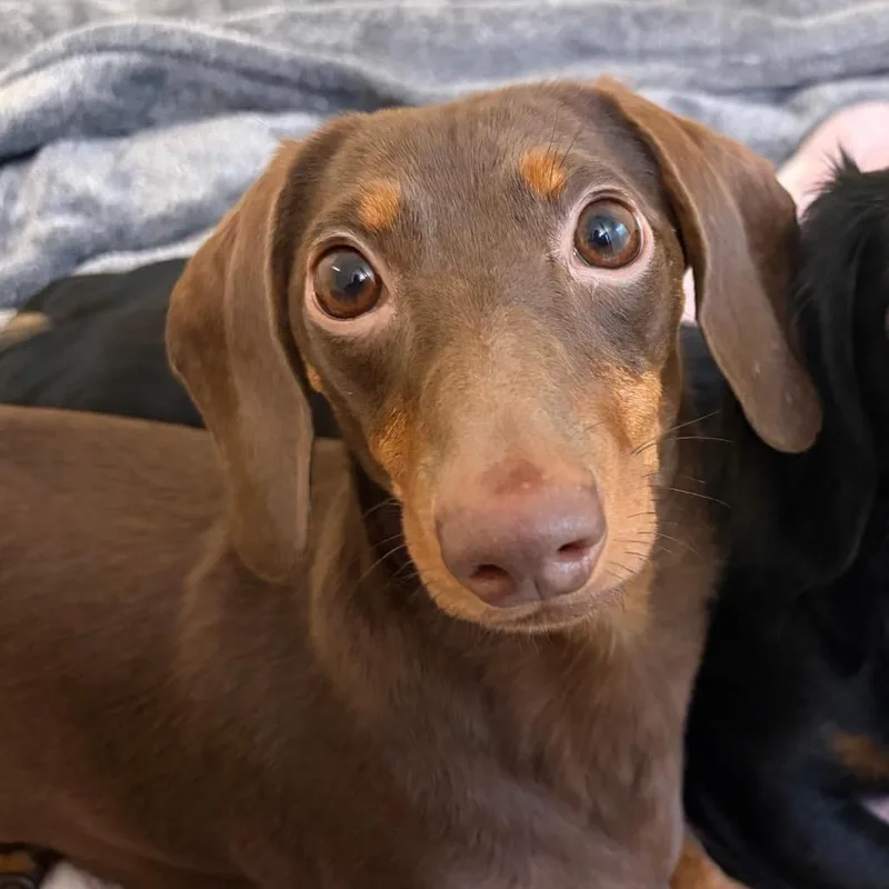 Cinnamon thumbnail 3