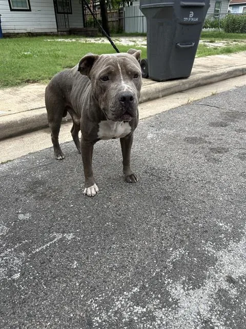 An adult large-sized male Mixed Breed dog named Playa for adoption in Dallas, TX