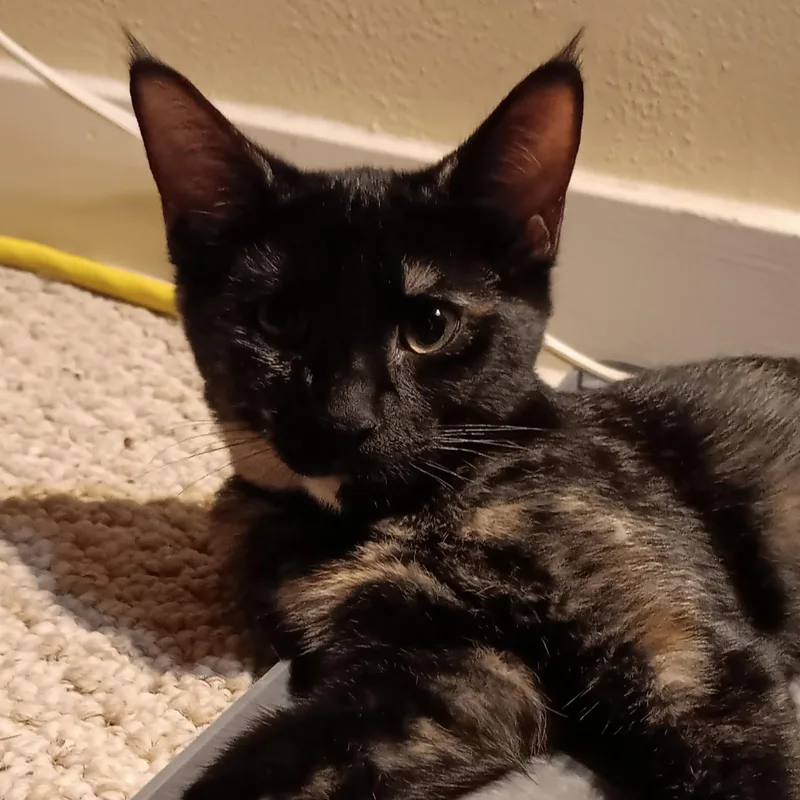 A baby medium-sized female Tortoiseshell Domestic Short Hair cat named Carolina for adoption in Menasha, WI