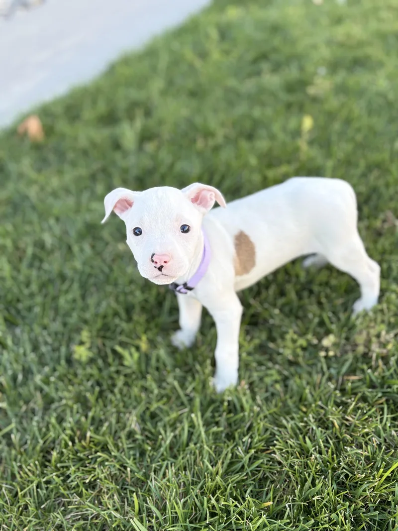 A baby medium-sized female White / Cream Staffordshire Bull Terrier dog named Sakura for adoption in Lodi, CA