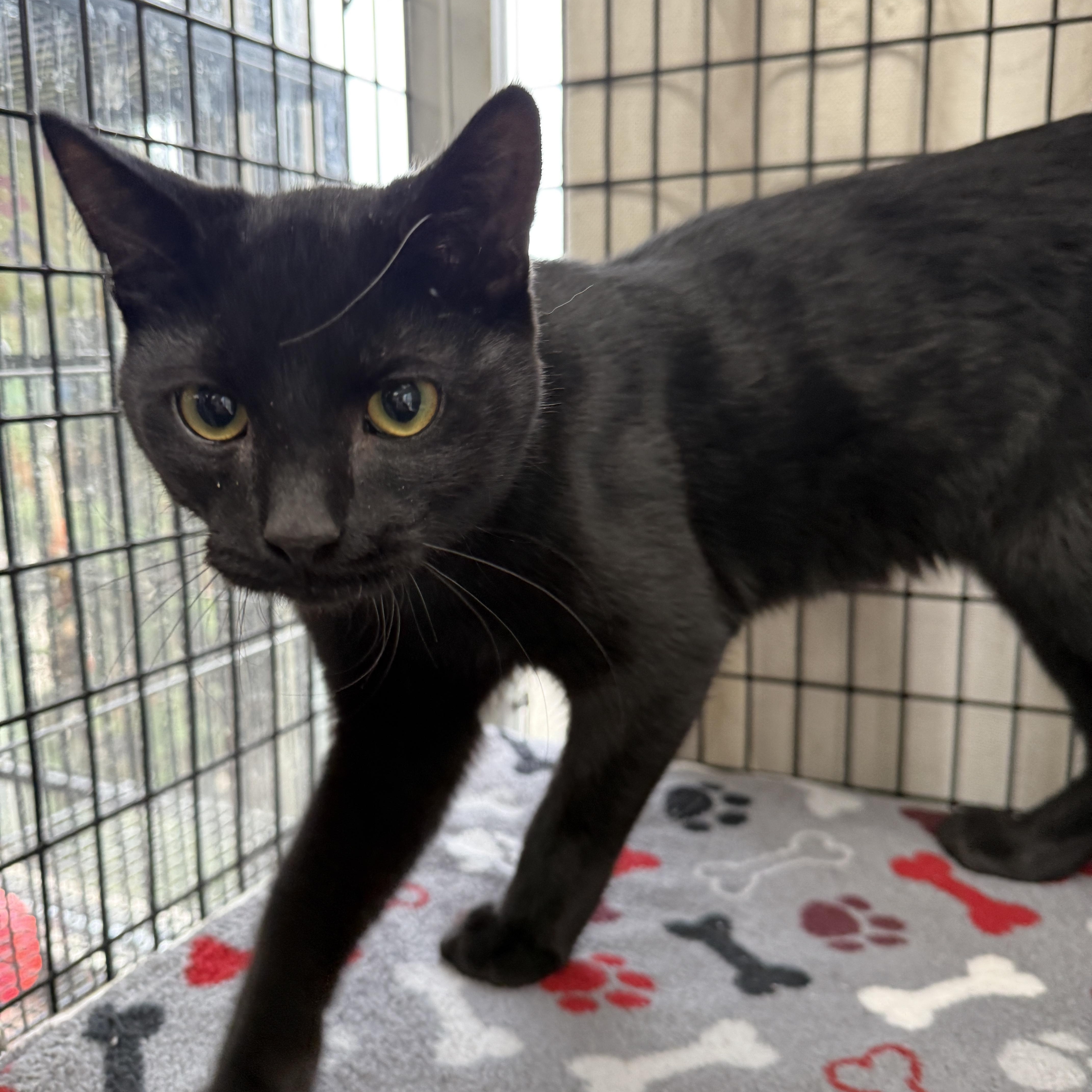 A young medium-sized male Black Domestic Short Hair cat named Kip for adoption in Oconto, WI