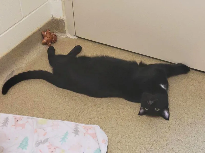 A young large-sized male Black Domestic Short Hair cat named Reaper for adoption in Plover, WI