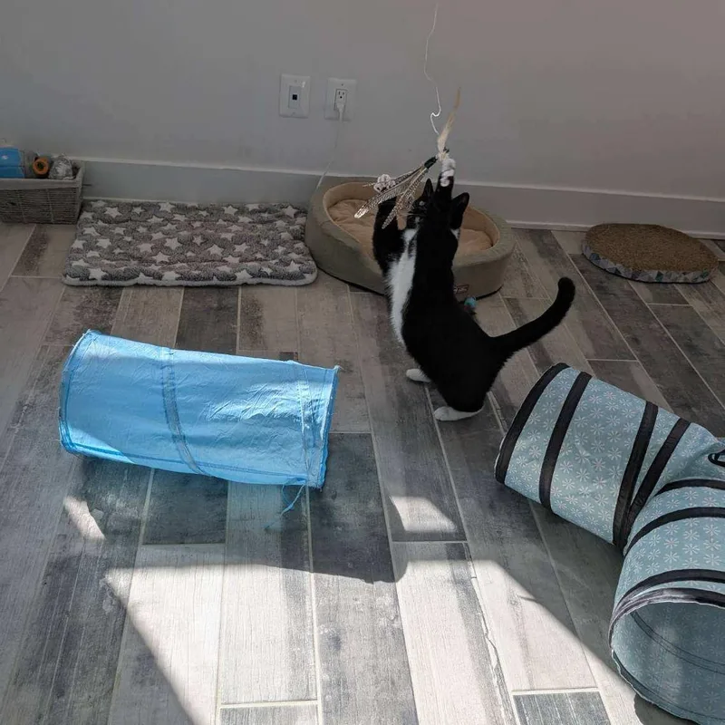 Dandelion thumbnail 2