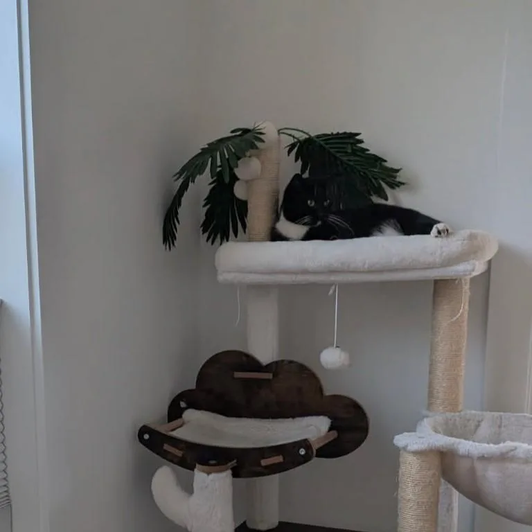 Dandelion thumbnail 3