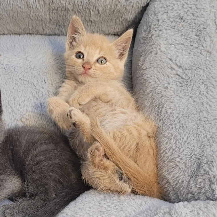A baby small-sized male Orange / Red Domestic Short Hair cat named Rocky for adoption in Los Angeles, CA