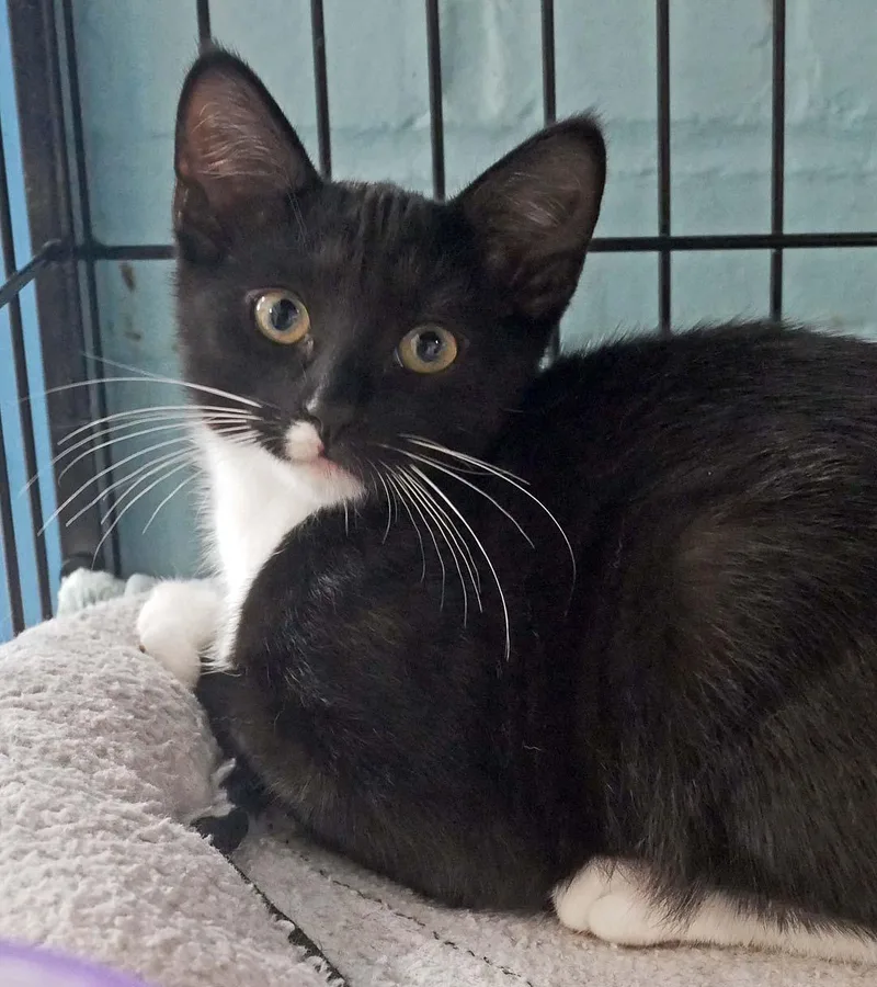 A baby small-sized male Black & White / Tuxedo Tuxedo cat named Baymax for adoption in Bloomingdale, NJ