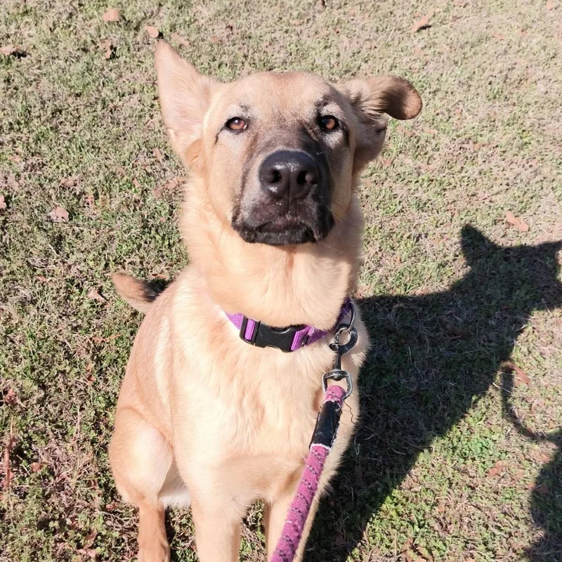 A young large-sized female Yellow / Tan / Blond / Fawn German Shepherd Dog dog named Caramel for adoption in Mooresville, NC