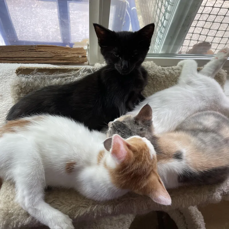 A baby medium-sized female Black Domestic Short Hair cat named Edna for adoption in Renton , WA