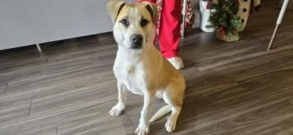 A baby large-sized female Mixed Breed dog named Mollie for adoption in Paducah, KY