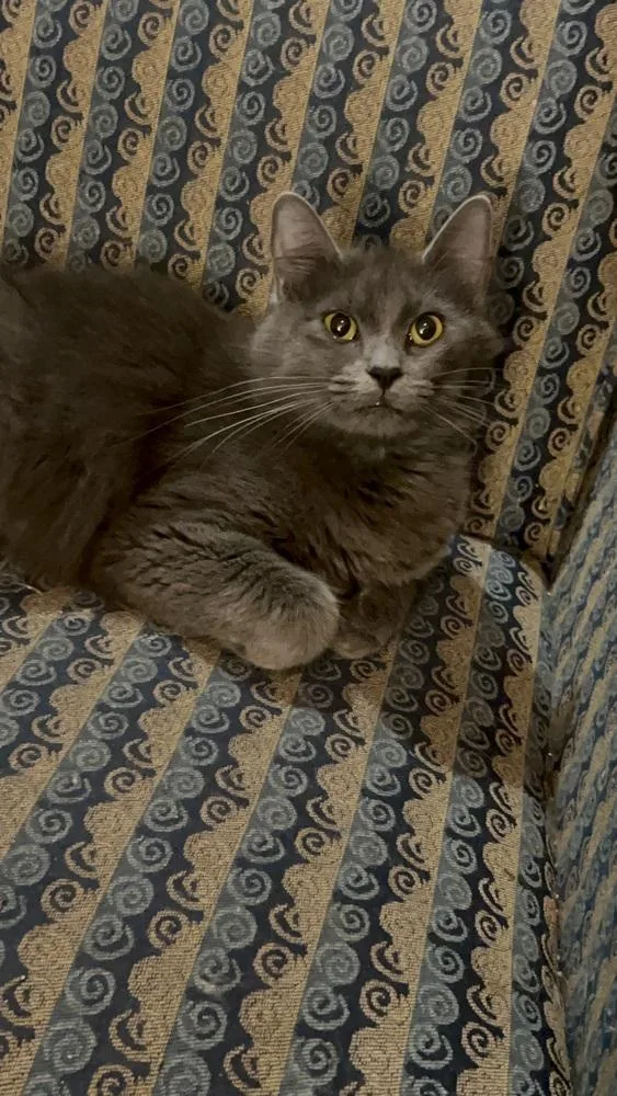 Miss Stein