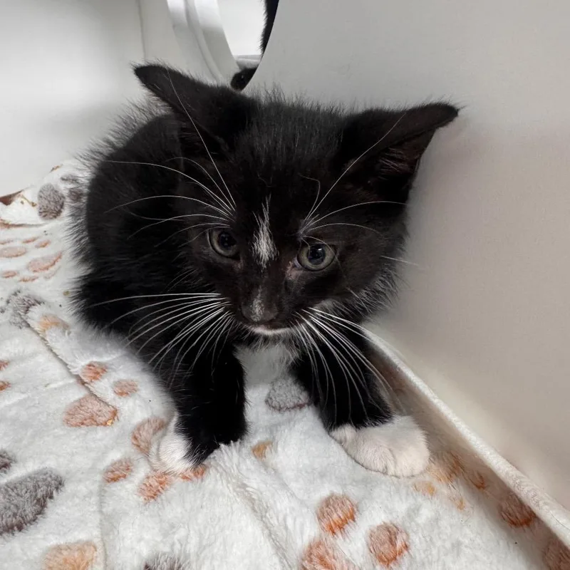A baby small-sized male Black Domestic Short Hair cat named Andy for adoption in Tampa, FL