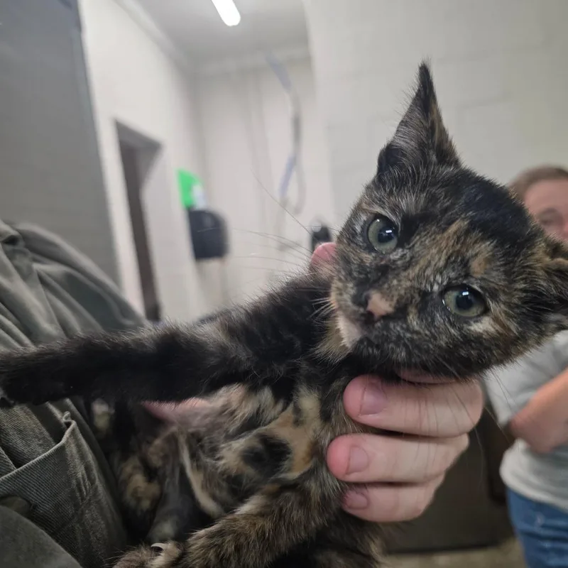 A baby small-sized female Black Domestic Short Hair cat named Ordinary for adoption in Clanton, AL