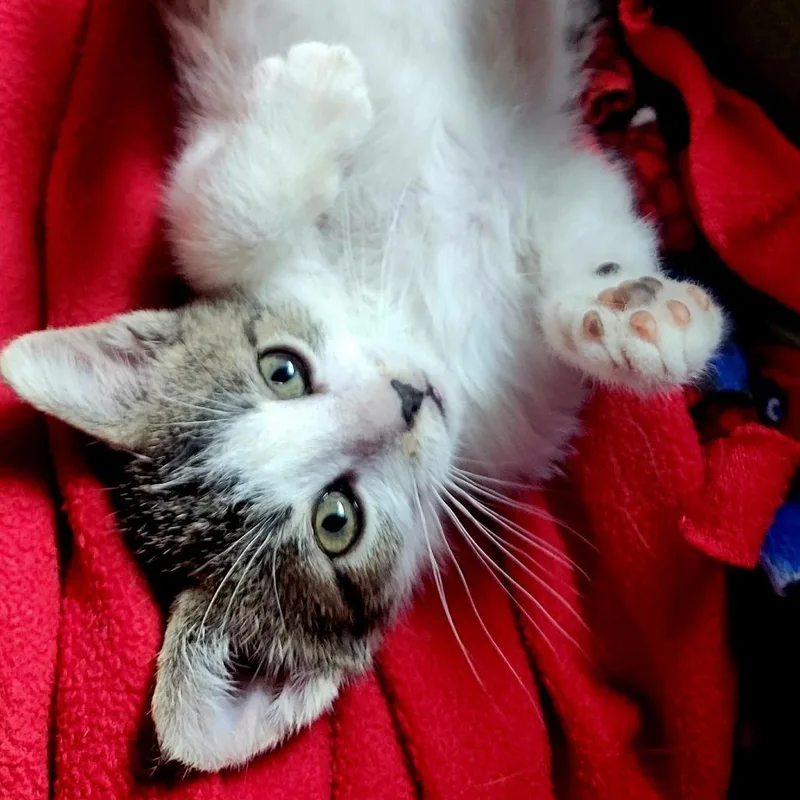 A baby small-sized female Brown / Chocolate Domestic Medium Hair cat named Maple for adoption in Milan, IL