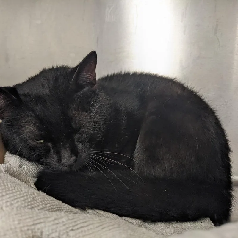An adult medium-sized male Black Domestic Medium Hair cat named Jerry Steel for adoption in Kennett Square, PA
