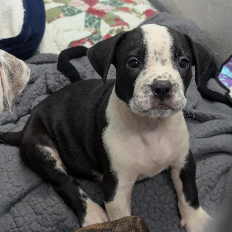 A baby small-sized male Black Boxer dog named Zander for adoption in Evansville, IN