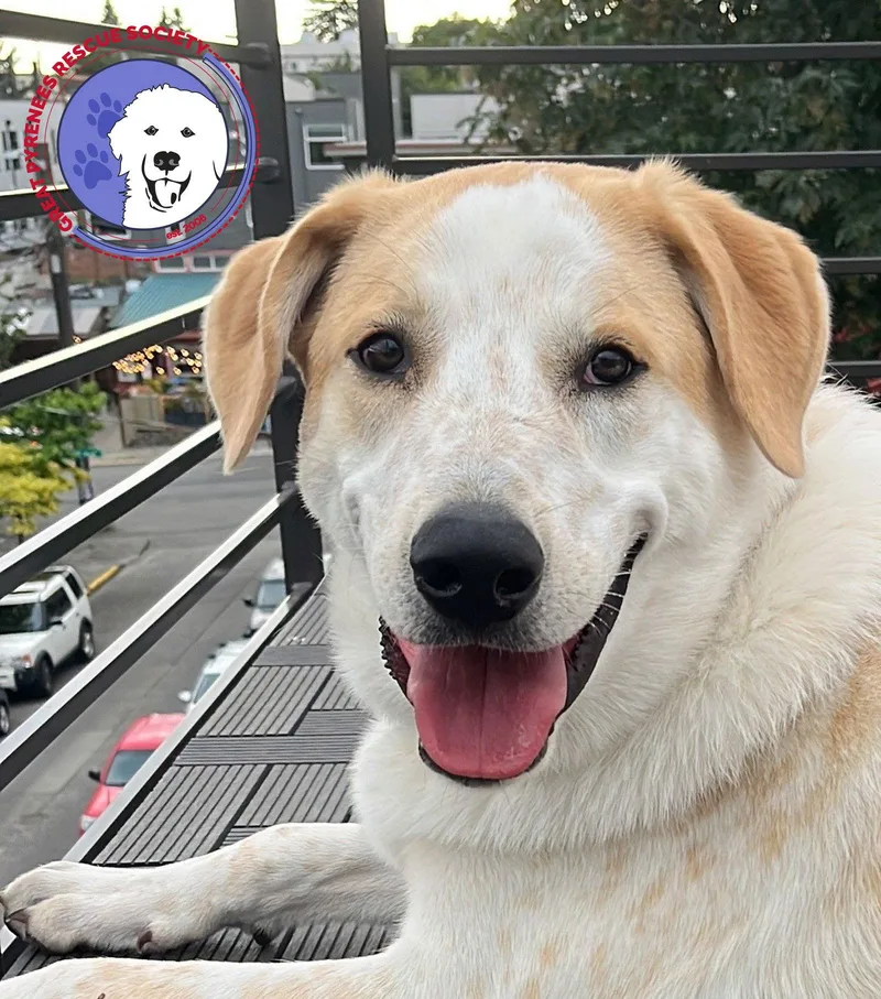 An adult large-sized male Yellow Labrador Retriever dog named Radish for adoption in Spring, TX