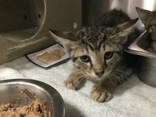 A baby small-sized male Domestic Short Hair cat named Mars for adoption in Thousand Palms, CA