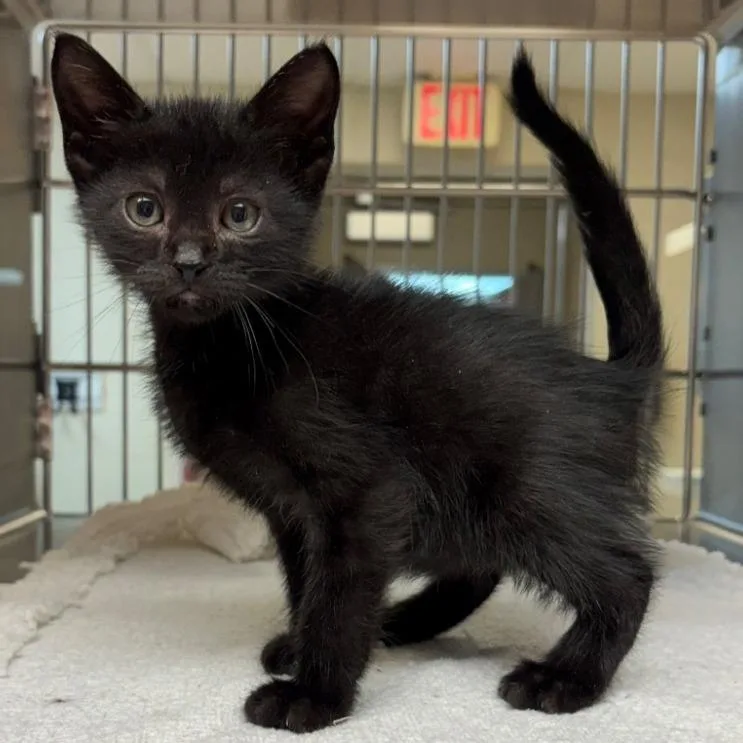 A baby small-sized male Black Domestic Short Hair cat named Scoot for adoption in Leander, TX