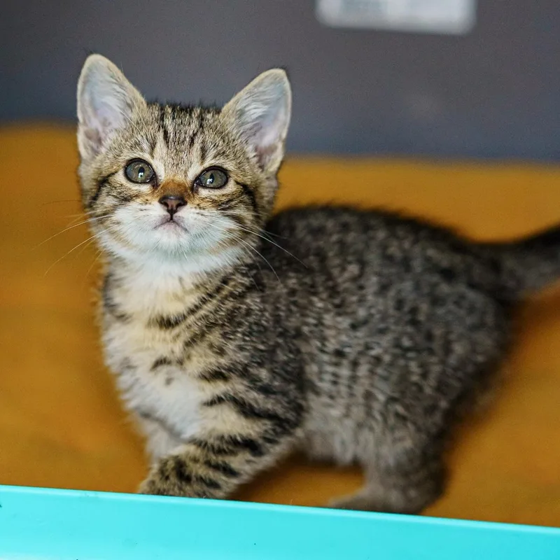 A baby medium-sized female Tabby (Buff / Tan / Fawn) Tabby cat named Dixie Cup for adoption in LAMPASAS, TX