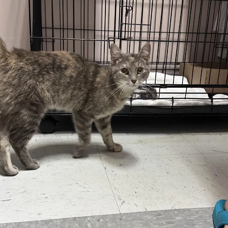 An adult medium-sized female Tortoiseshell Domestic Short Hair cat named Mariah Catty for adoption in Branson, MO