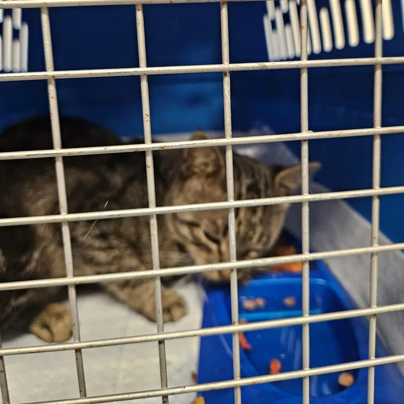 An adult medium-sized male Brown / Chocolate American Shorthair cat named Macho Nacho for adoption in Lake Jackson, TX