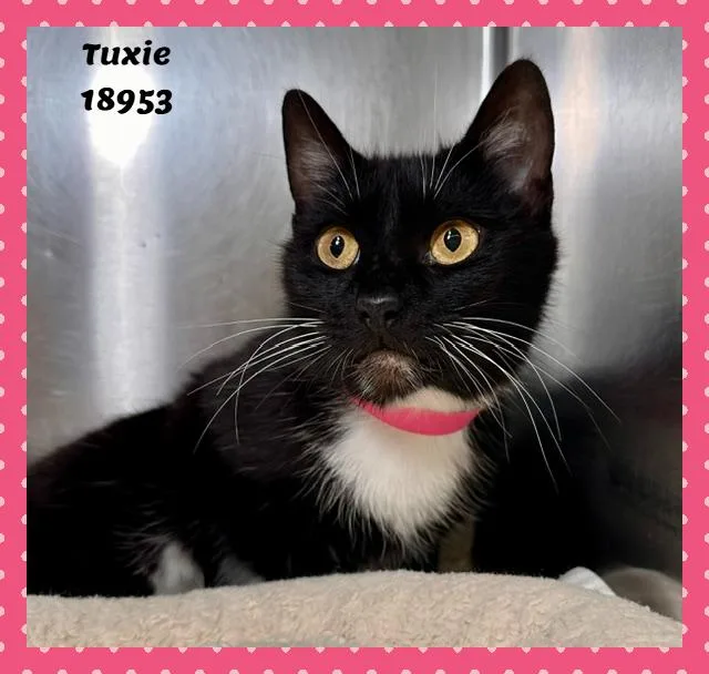 An adult medium-sized female Black & White / Tuxedo Domestic Short Hair cat named Tuxie for adoption in Marietta, GA