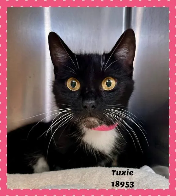 Tuxie thumbnail 2