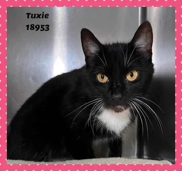 Tuxie thumbnail 3