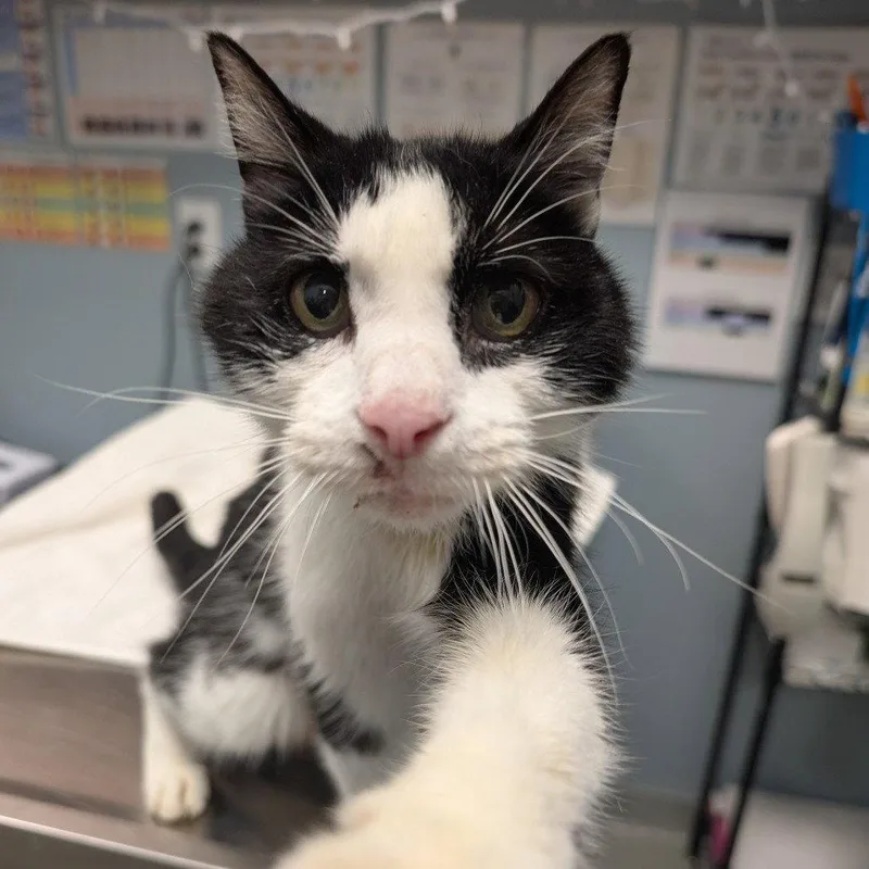 A senior medium-sized male Domestic Short Hair cat named Diamond for adoption in New Castle, DE