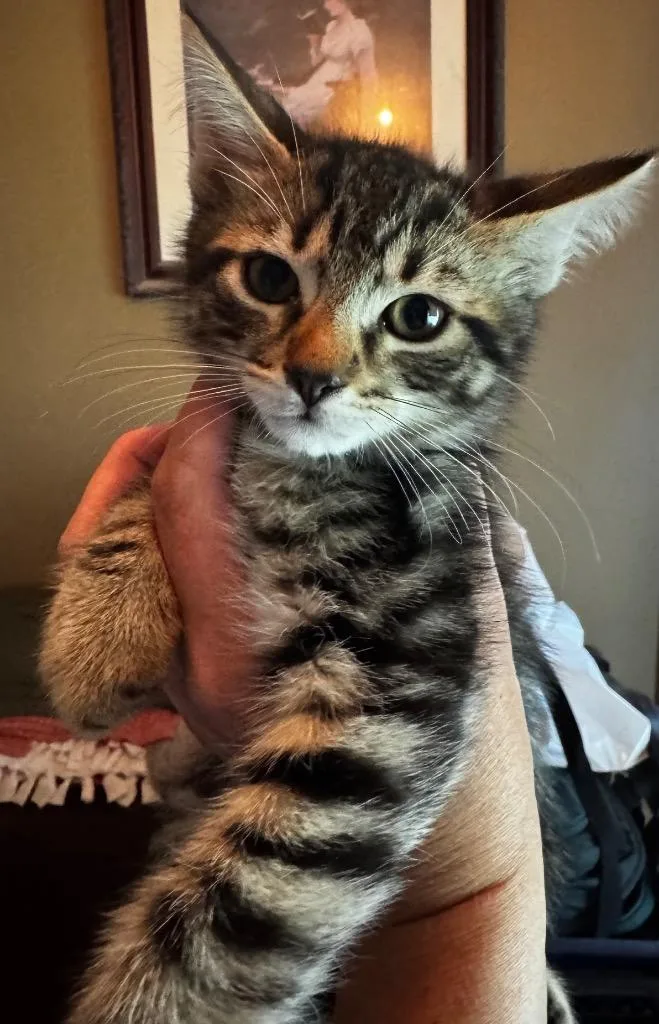 A baby medium-sized male Domestic Short Hair cat named Dawn for adoption in Brainardsville, NY