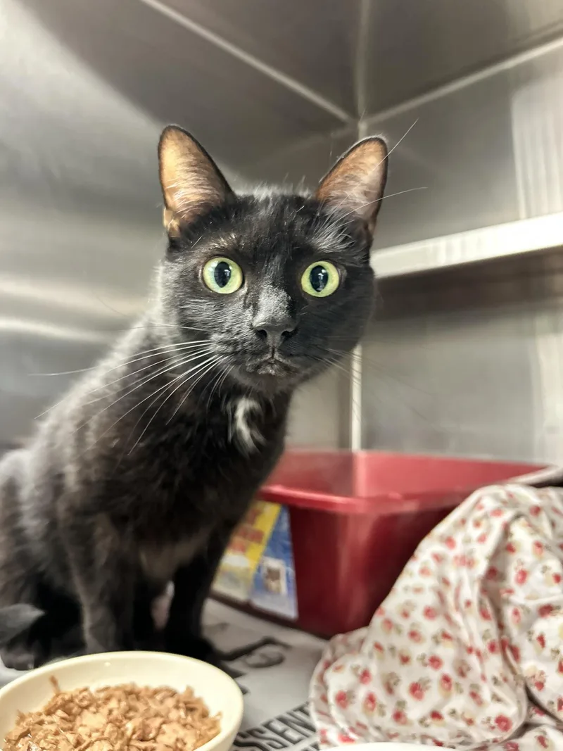 An adult medium-sized female Black Domestic Short Hair cat named Bella for adoption in Sudbury, MA