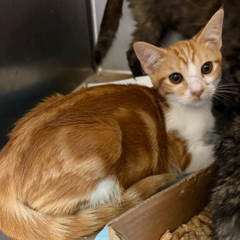 A baby small-sized male Orange / Red Domestic Short Hair cat named Lord Tootington for adoption in Westminster, CA