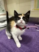 A young medium-sized female Calico Domestic Short Hair cat named Eloise for adoption in Manitowoc, WI