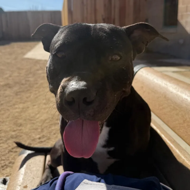 Zoomie thumbnail 3