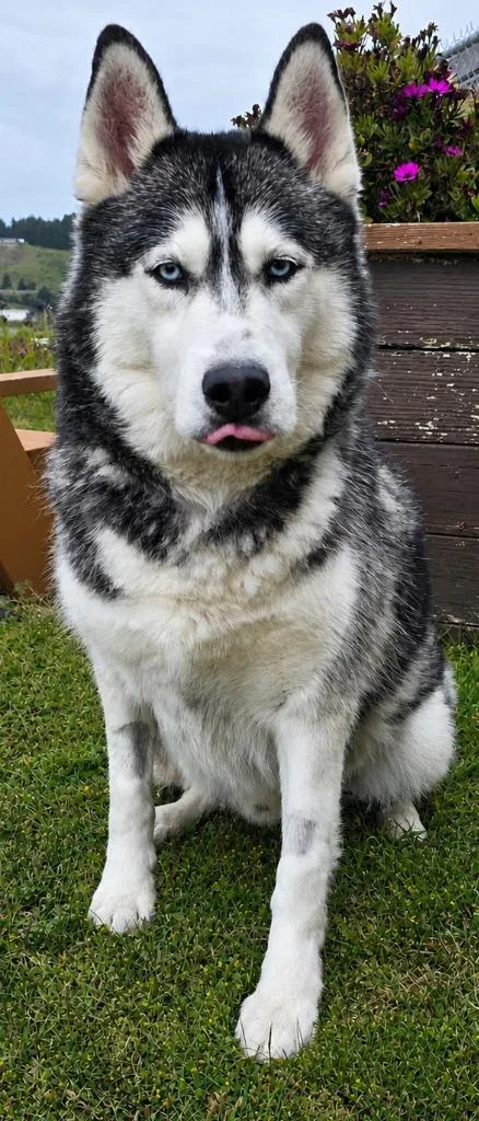An adult large-sized male Alaskan Malamute dog named Lobo Aka Willie for adoption in Gold Beach, OR