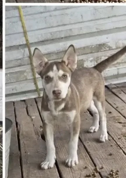 A baby medium-sized male Tricolor (Brown, Black, & White) Husky dog named Cinnamon for adoption in Dallas, TX
