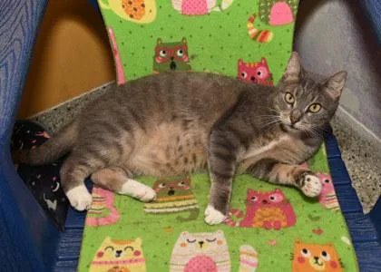 An adult medium-sized female Domestic Short Hair cat named Pearl for adoption in Baton Rouge, LA