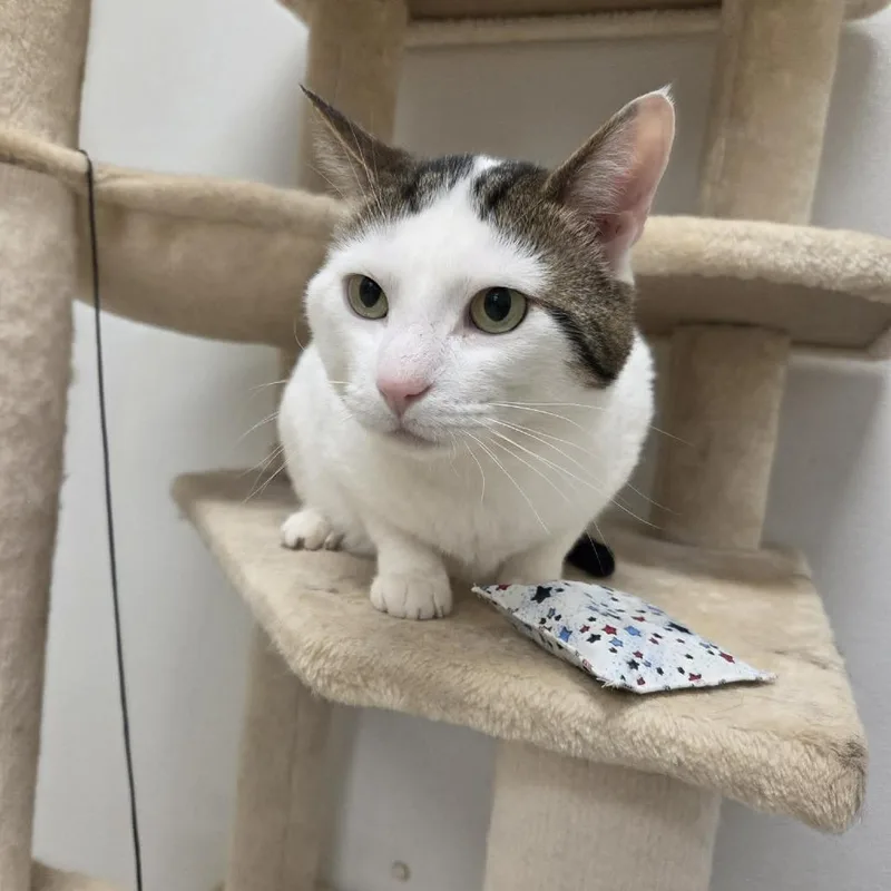An adult medium-sized male White Domestic Short Hair cat named Sammy for adoption in Ballston Spa, NY