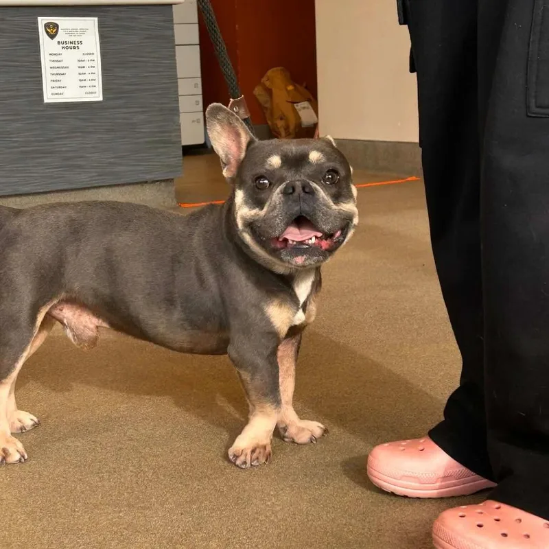 An adult small-sized male Gray / Blue / Silver French Bulldog dog named Taz for adoption in Turlock, CA