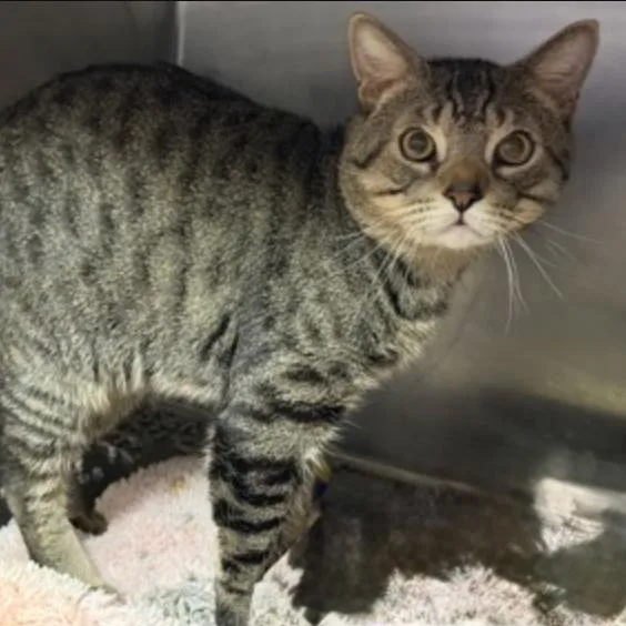 An adult extra large-sized male Gray / Blue / Silver Domestic Short Hair cat named Tiger Nash for adoption in New York, NY